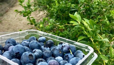 Enjoy our varieties, pick-your-own options amidst a scenic landscape and indulge in delightful. . Pick your own blueberries near me